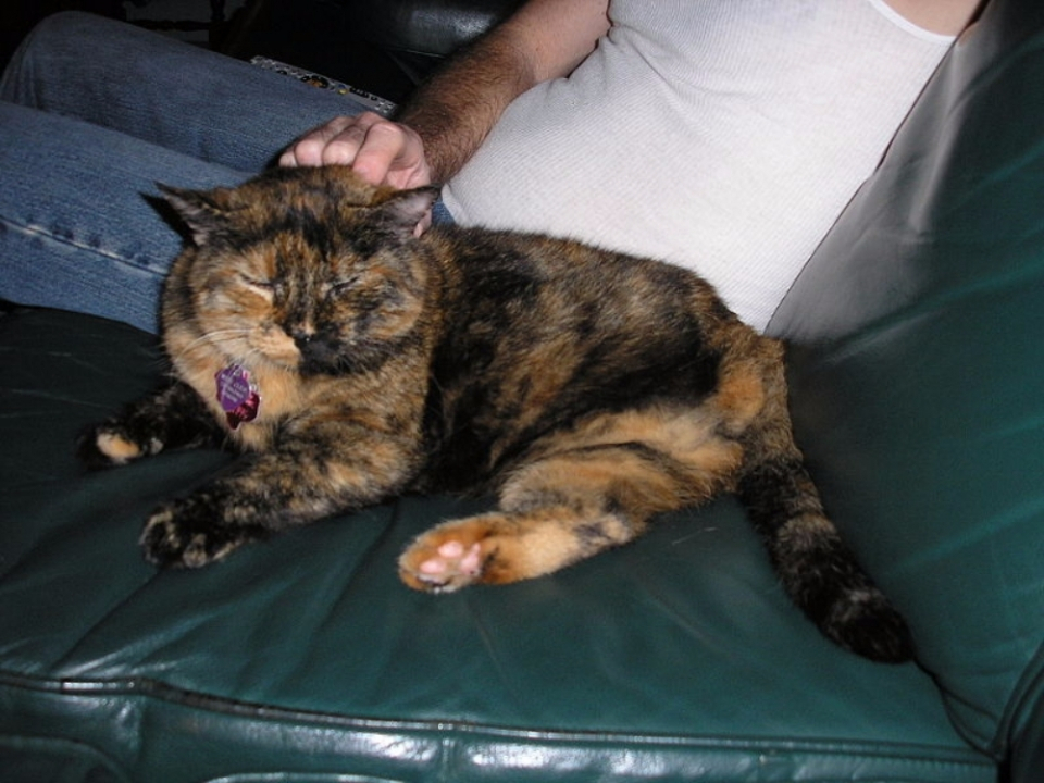 질병·사고로 신체 일부 절단한 반려묘 돌보는 법