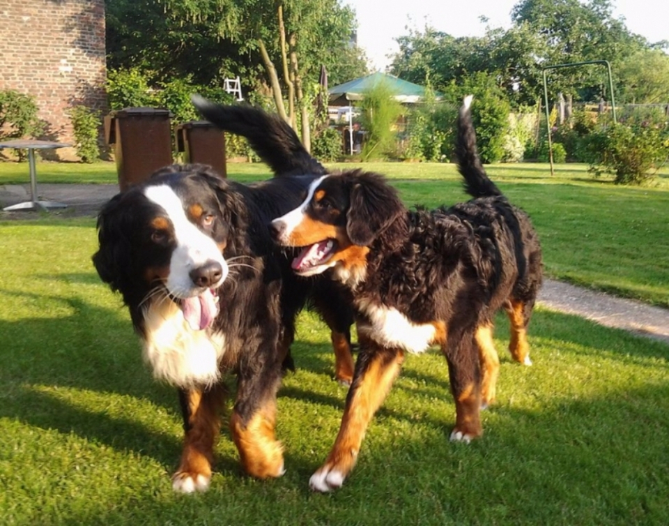 대형견과 생활하기