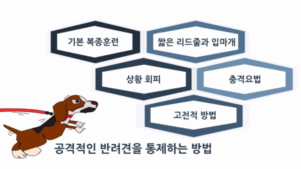 사납고 공격적인 반려견 길들이는 방법