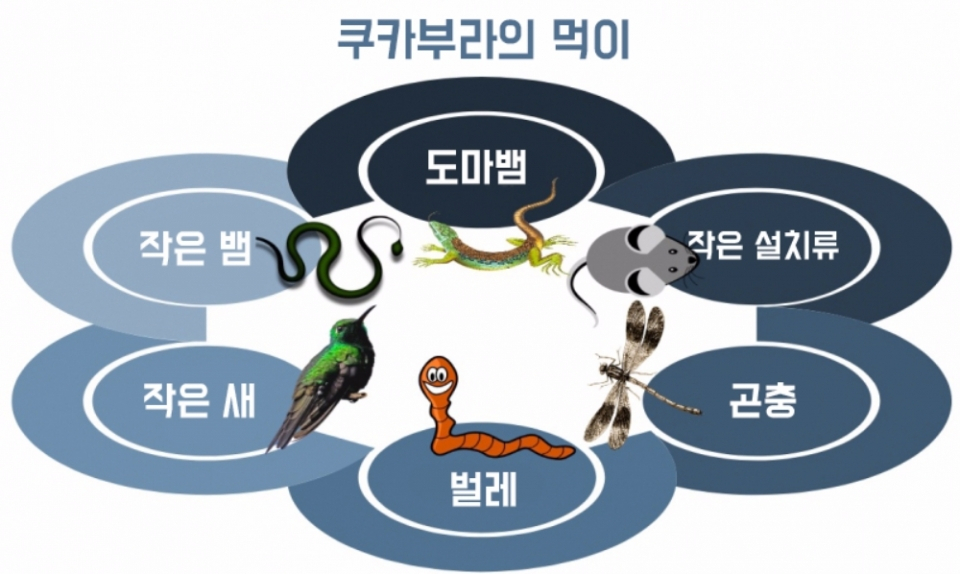 '웃음 물총새' 쿠카부라에 대해 알아보자