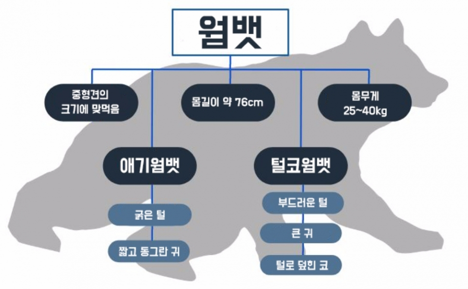 정육면체 형태 배설물, 신기한 동물 '웜뱃'