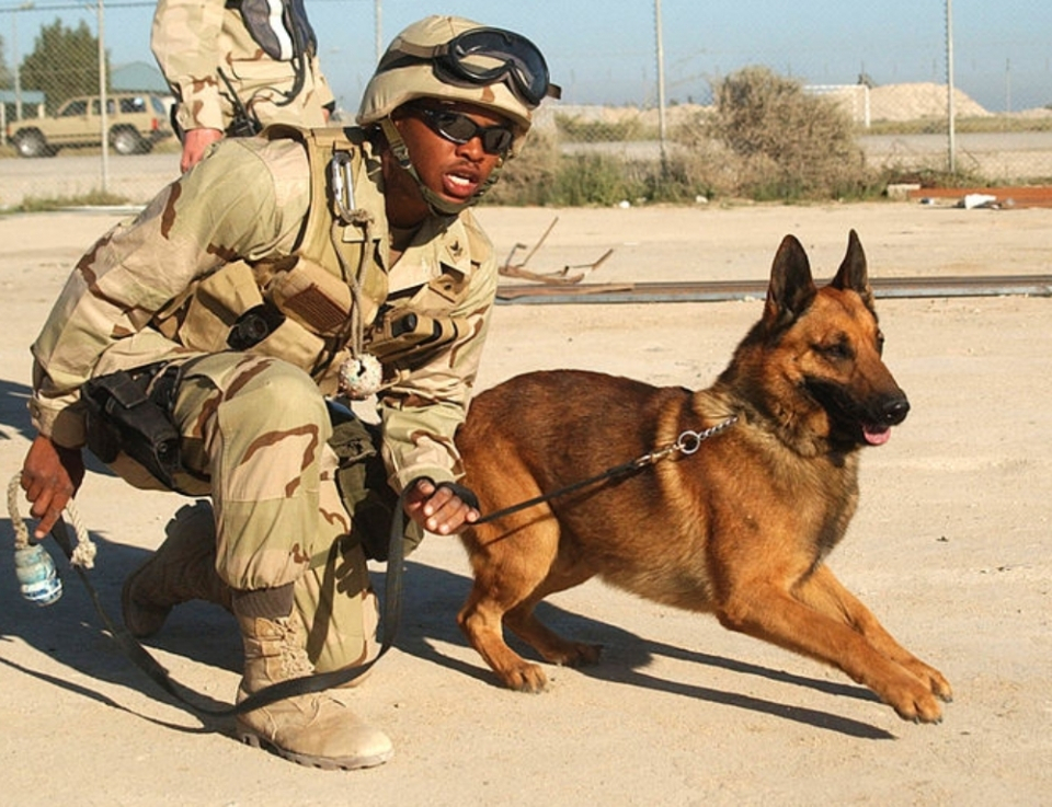 전쟁터에서 개의 역할과 군 복무 역사