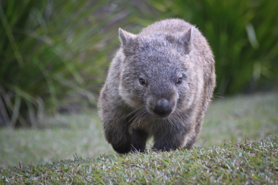 정육면체 형태 배설물, 신기한 동물 '웜뱃'