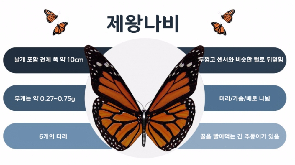 나비 왕국의 제왕? 제왕나비에 대해 알아보자