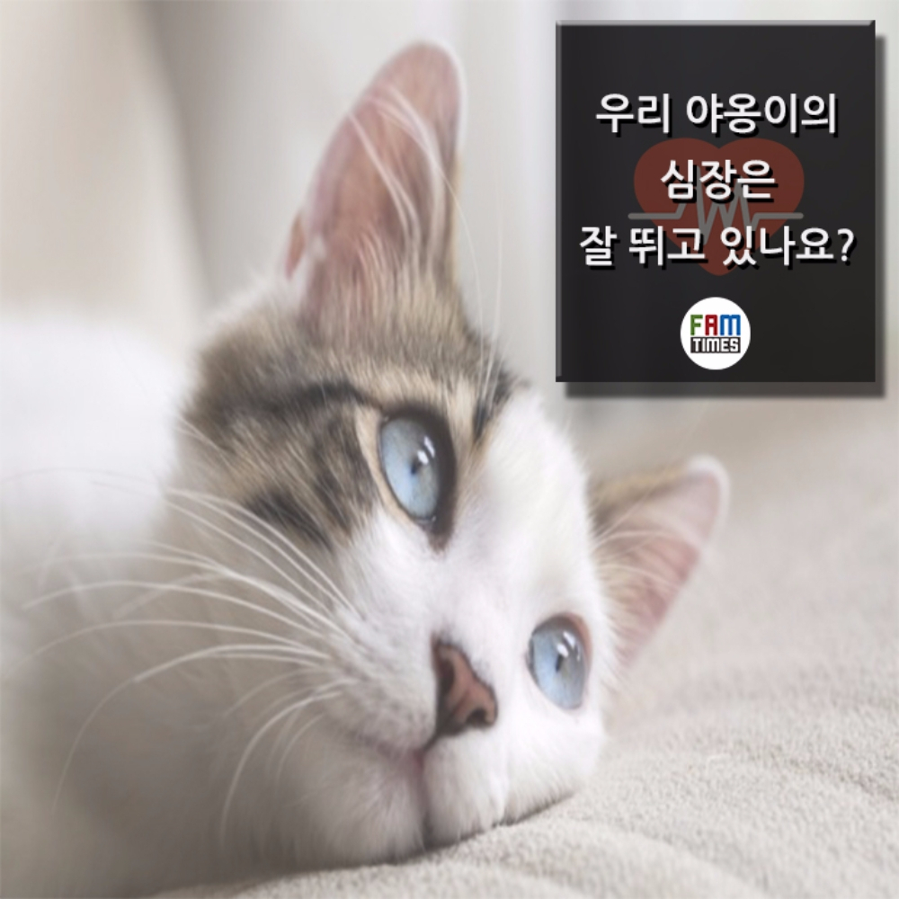 [카드뉴스] 고양이의 심장박동 체크하셨나요?