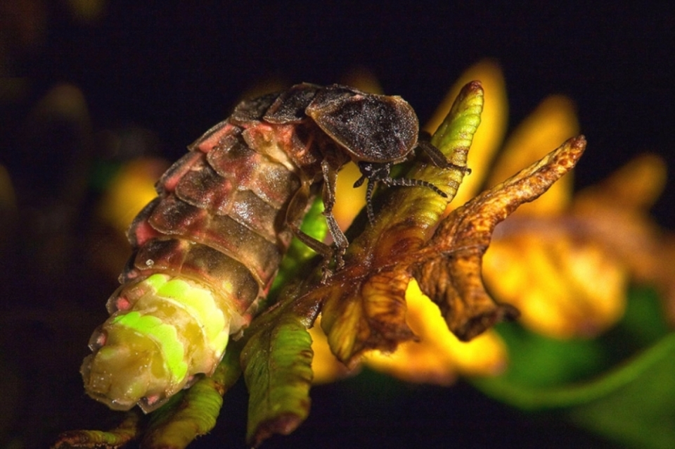 전쟁에 참가했던 동물 병사들