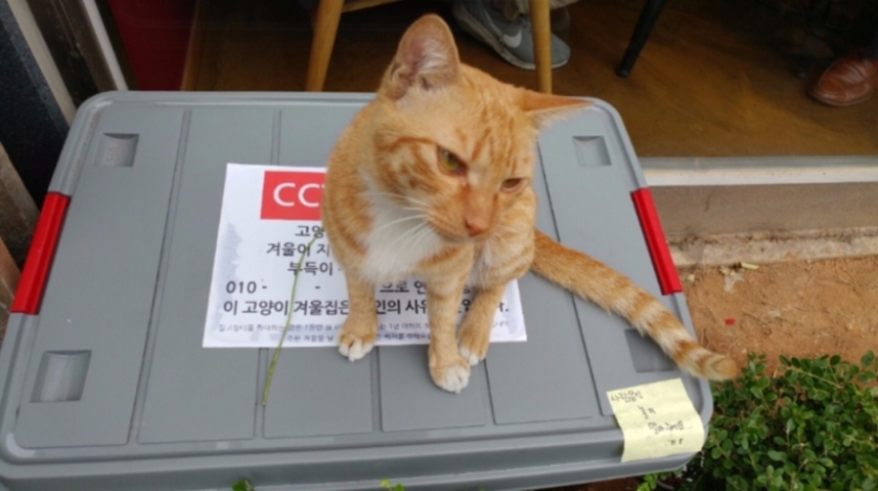 쌀쌀해지는 날씨, 길고양이 위한 훈훈한 배려 보여