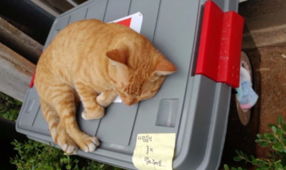 쌀쌀해지는 날씨, 길고양이 위한 훈훈한 배려 보여