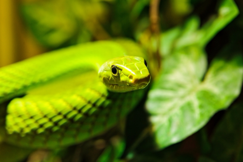 하늘을 날아다니는 파라다이스 나무 뱀