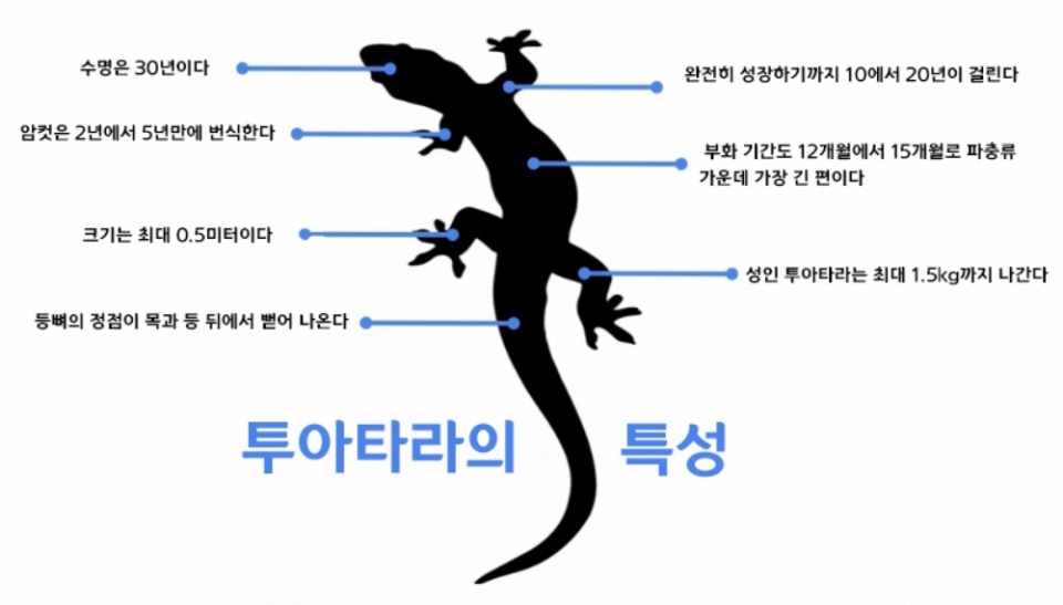 '투아타라'의 놀라운 두정안