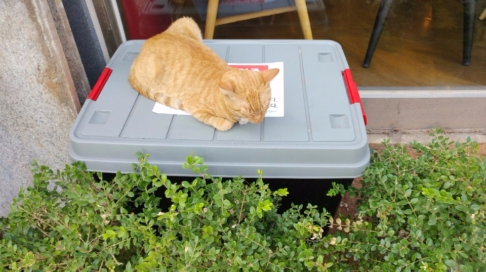 쌀쌀해지는 날씨, 길고양이 위한 훈훈한 배려 보여