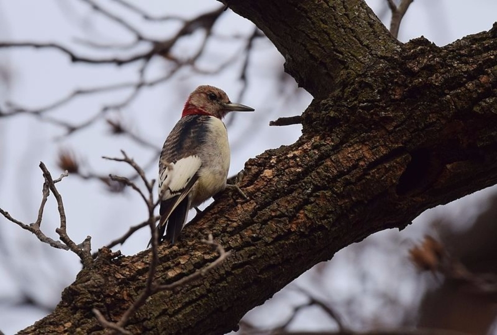 새들이 털갈이를 하는 이유