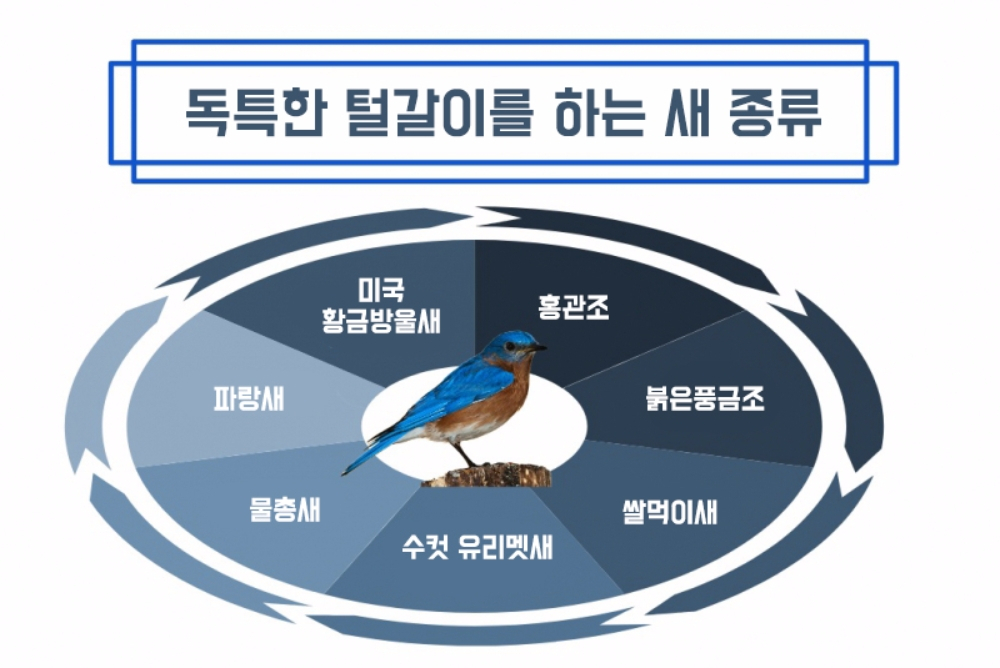 새들이 털갈이를 하는 이유