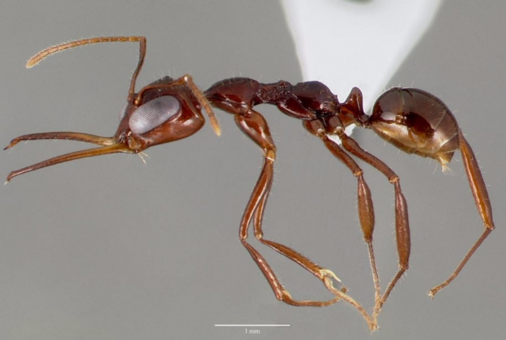 집게턱 개미의 놀라운 턱의 비밀