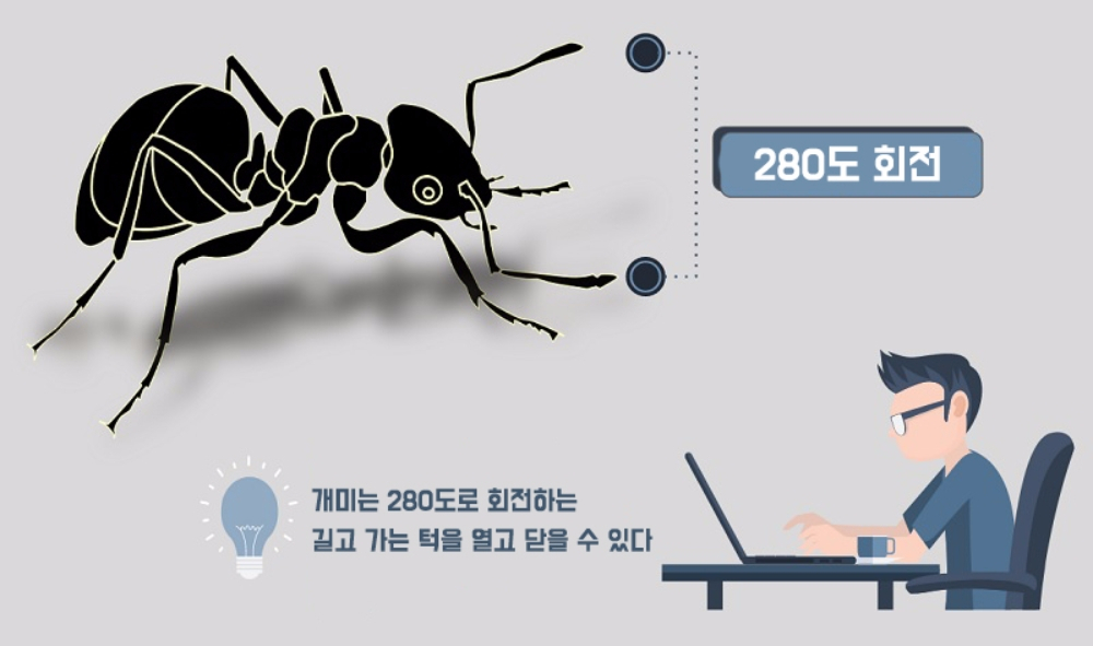 집게턱 개미의 놀라운 턱의 비밀