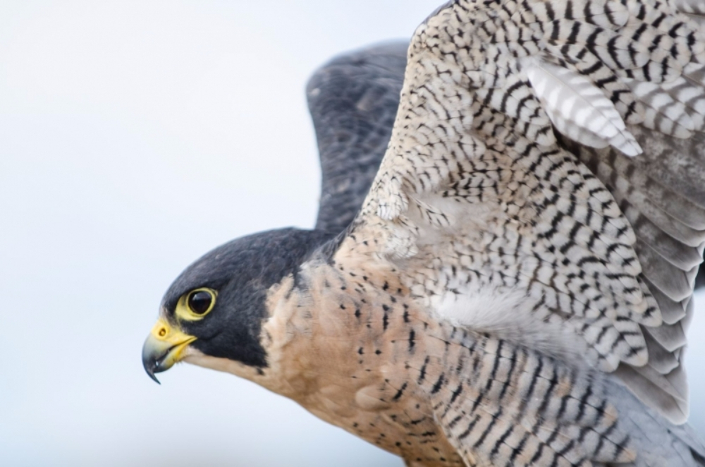 날렵한 사냥꾼, 매에 관한 모든 것