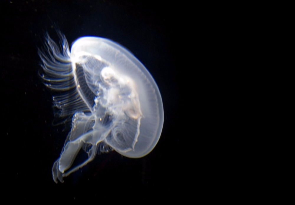 불멸의 생물 '해파리'와 인류 수명연장의 끈