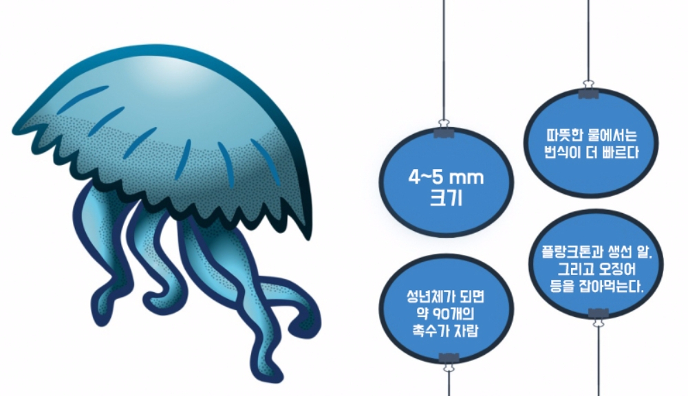 불멸의 생물 '해파리'와 인류 수명연장의 끈