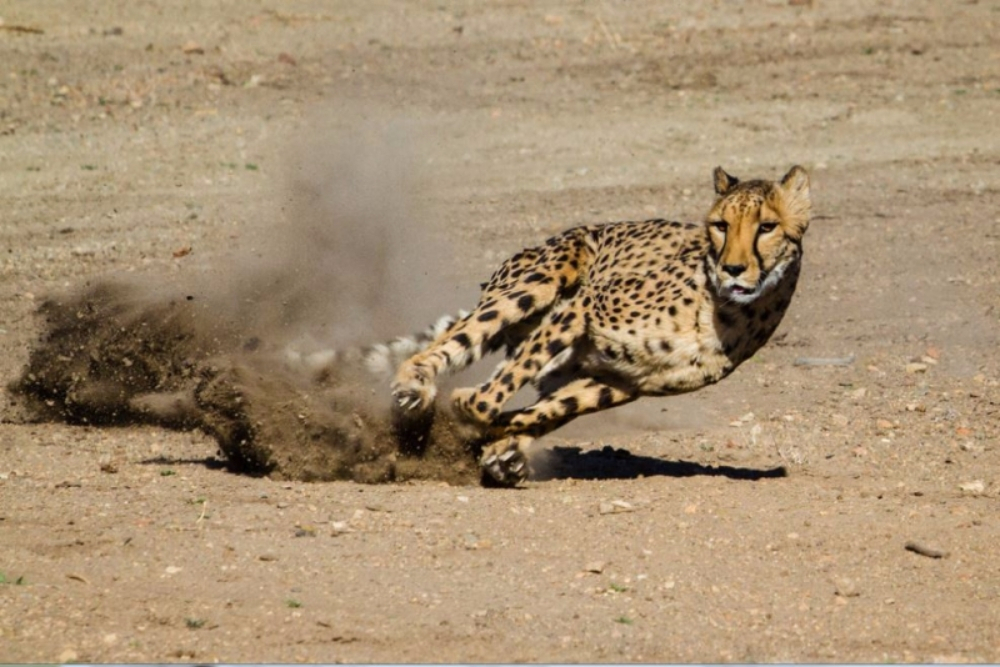 지구상의 가장 빠른 선수, '치타'의 치명적 매력