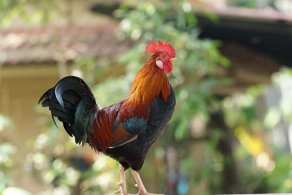 머리없는 닭, '기적의 마이크'