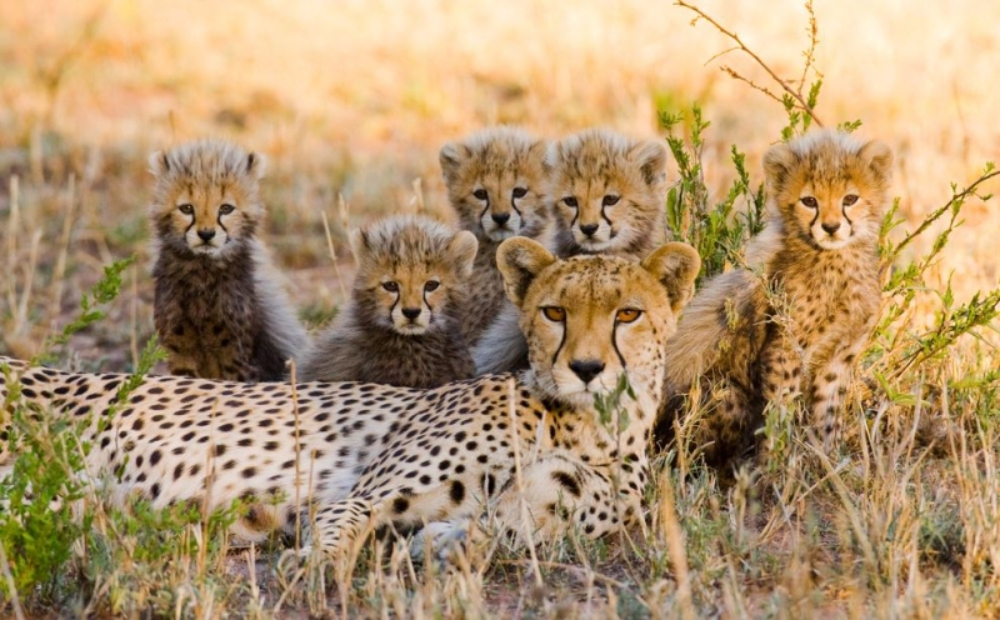 지구상의 가장 빠른 선수, '치타'의 치명적 매력