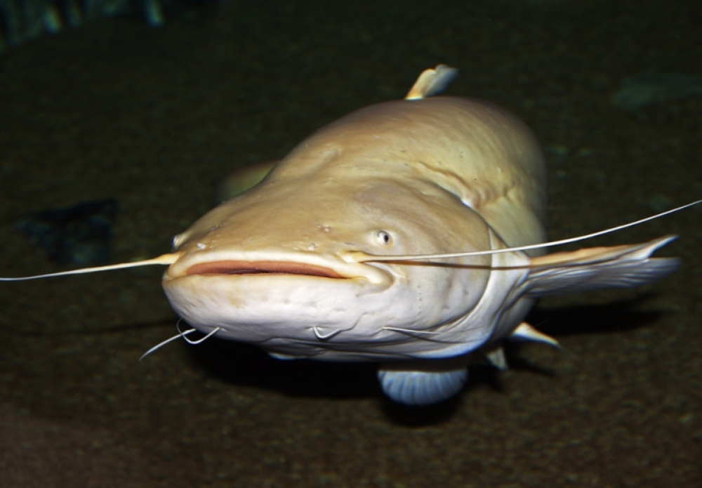 해저 속 에일리언 '심해 괴물 생명체' 대탐구