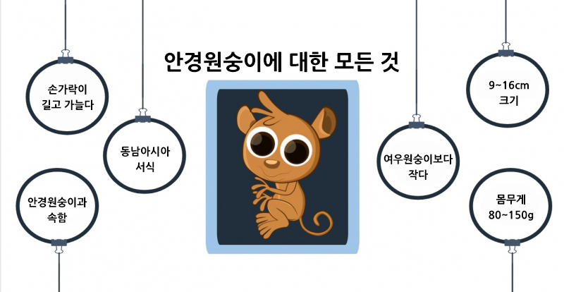 둥근머리에 튀어나온 눈 '안경원숭이'의 모든것