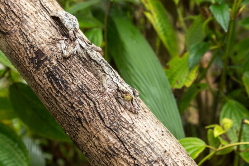 야생 생존의 필수품, '위장술'의 대가들