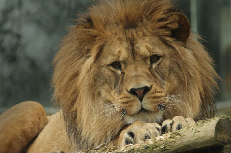 모르는 사이 멸종된  '고양이과 동물들'
