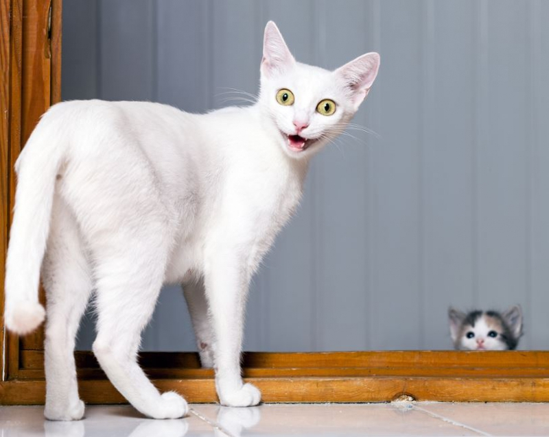 고양이 공포증에 대한 모든 것