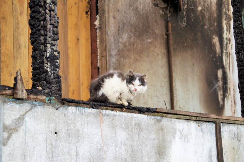 캘리포니아 산불이 낳은 이산가족 '반려묘와 가족'의 상봉