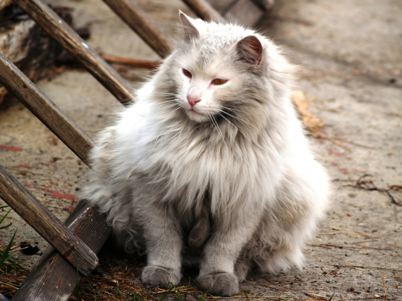 캘리포니아 산불이 낳은 이산가족 '반려묘와 가족'의 상봉