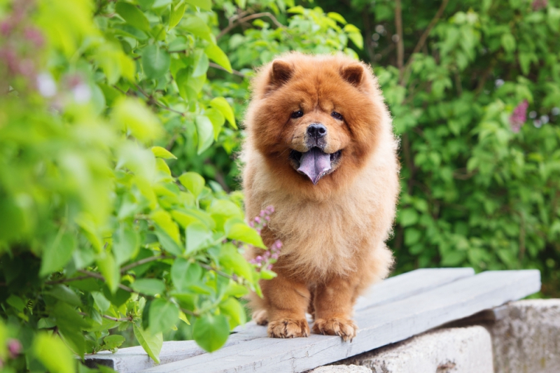 곰? 사자?...중국의 야생견 '차우차우'의 인기