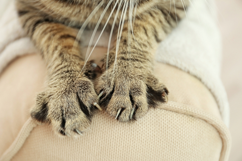 고양이 할큄병 : 원인, 증상 및 예방