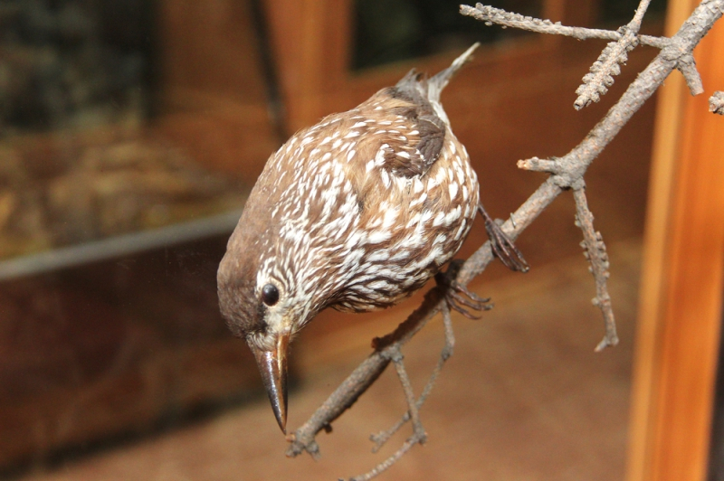 존재했던 것의 아름다움, '박제'의 미학
