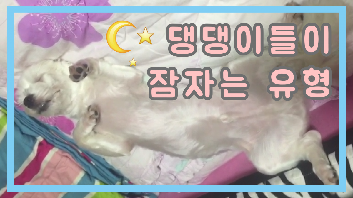 [팸TV] 못 말리는 말티즈 삼둥이 2편