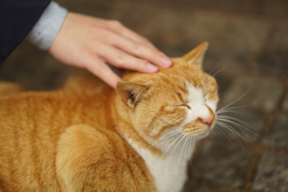 고양이 중성화 수술의 이점