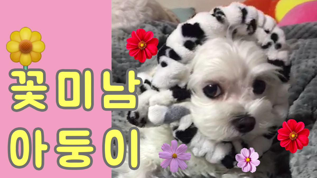 [팸TV] 못 말리는 말티즈 삼둥이 4편