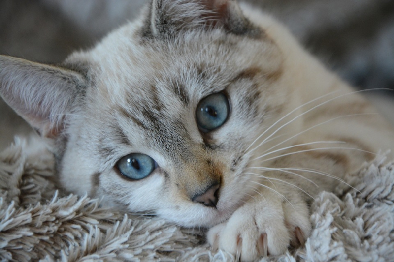 고양이 중성화 수술, 꼭 해야 할까?