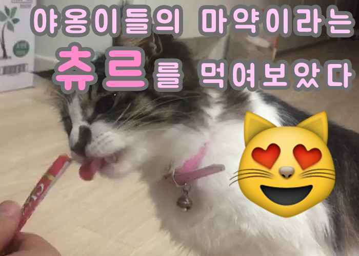 [팸TV] 세상 모든 동물들의 이야기 8편 - 고양이 마약간식