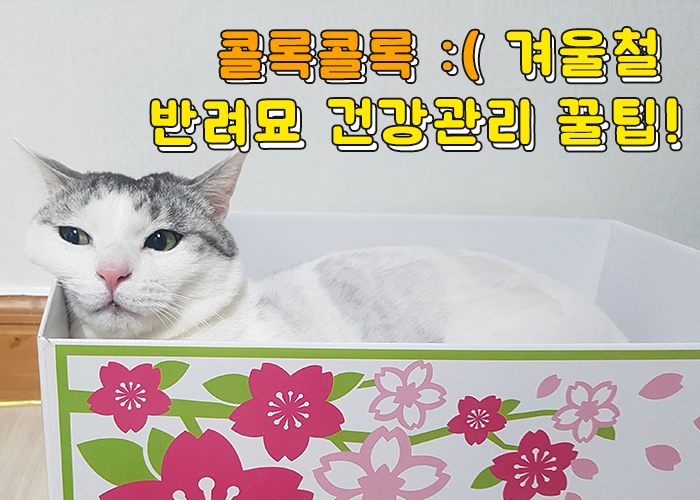 [팸TV] 우리 고양이 겨울나기! 반려묘 건강관리 꿀팁정보