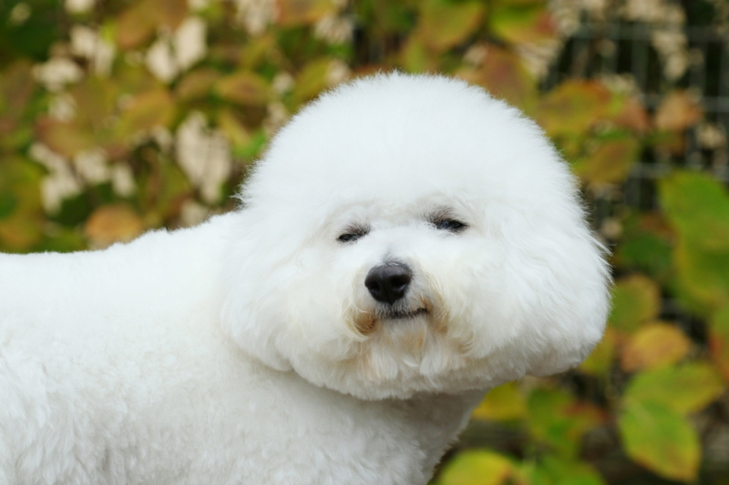 강아지의 털을 반짝반짝하게 관리하는 법