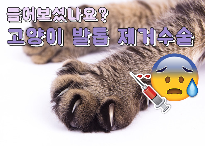 [팸TV] 고양이 발톱 제거? 꼭 해야할까요?