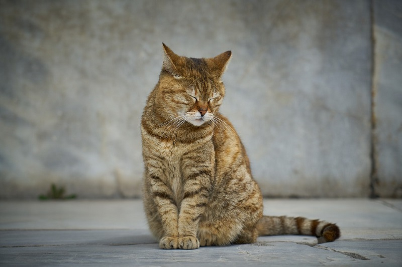 임신한 고양이 사료, 어떤게 좋을까?