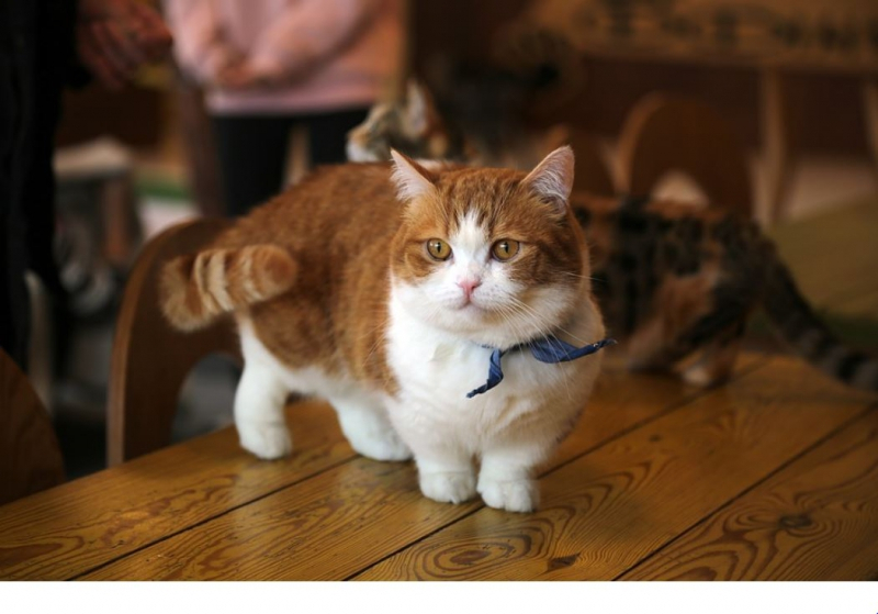 작은 것의 매력, 지구상의 모든 '작은 고양이'들