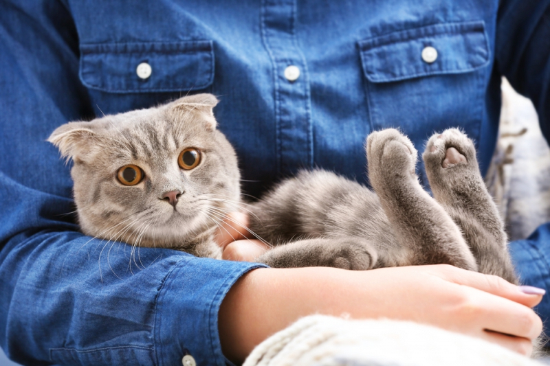 집고양이만 야옹? 고양이 울음소리의 모든 것