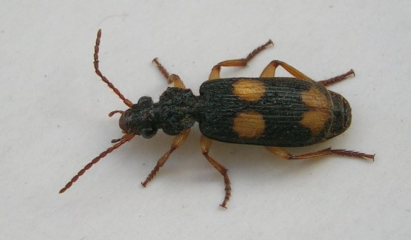 폭탄 방귀의 소유자, '폭탄먼지벌레'