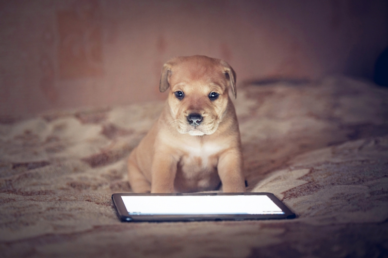 오스트리아 연구진, 터치스크린 사용해 반려견 두뇌 게임 실시