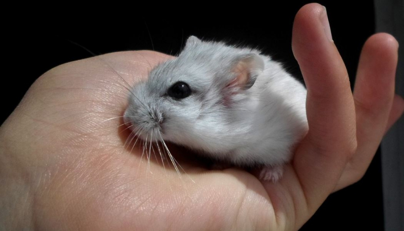 비행기 동반 탑승 거부로 인해 햄스터 변기에 버려