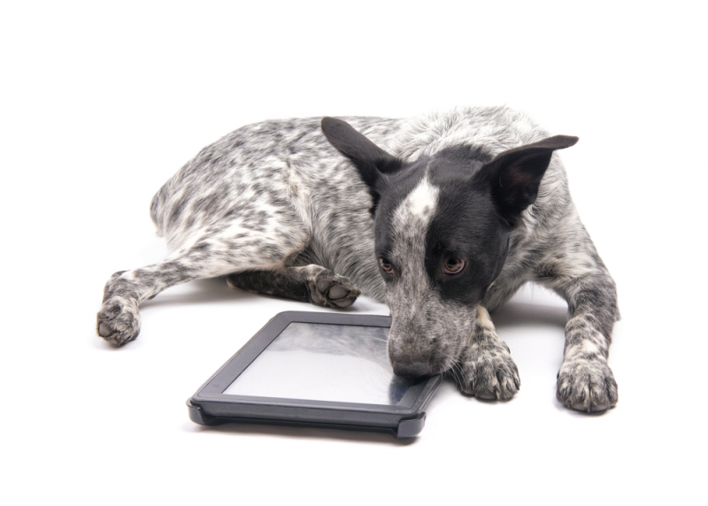 오스트리아 연구진, 터치스크린 사용해 반려견 두뇌 게임 실시